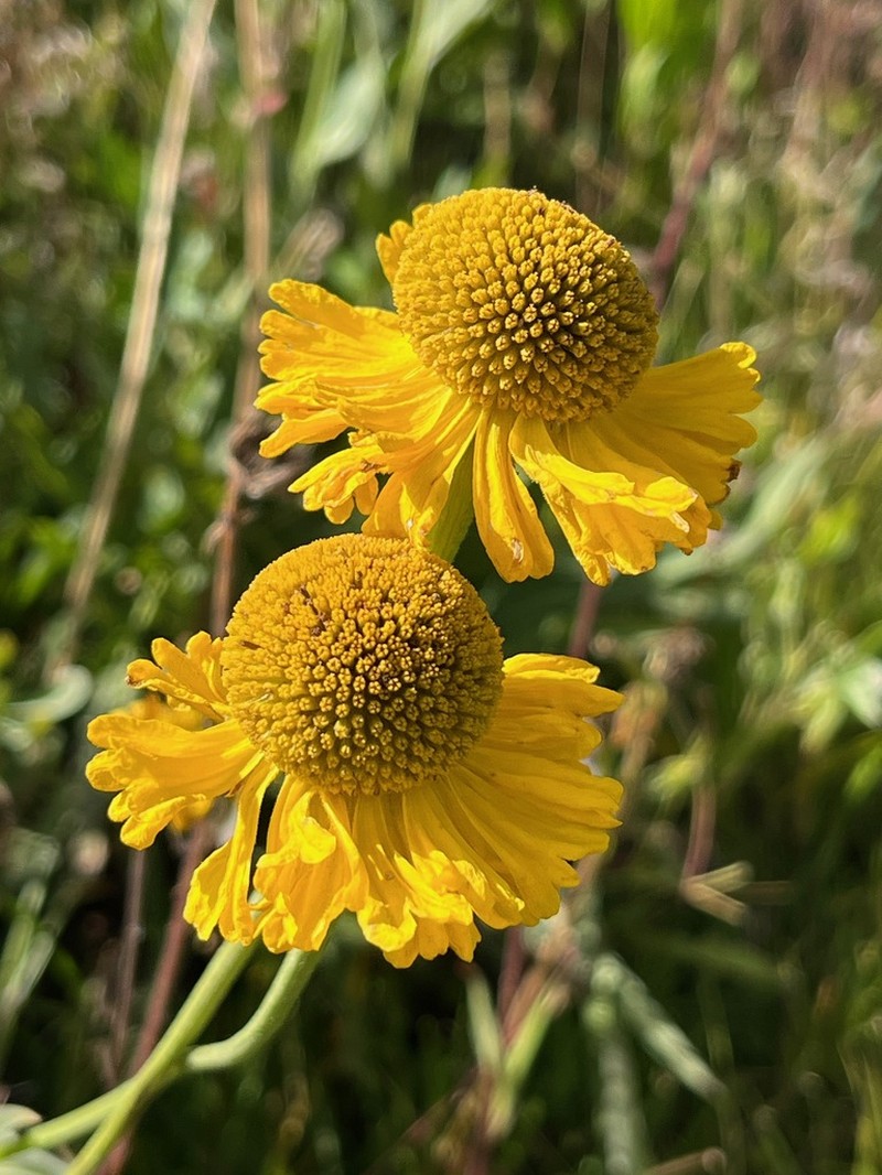 Bigelow's Sneezeweed photo 7