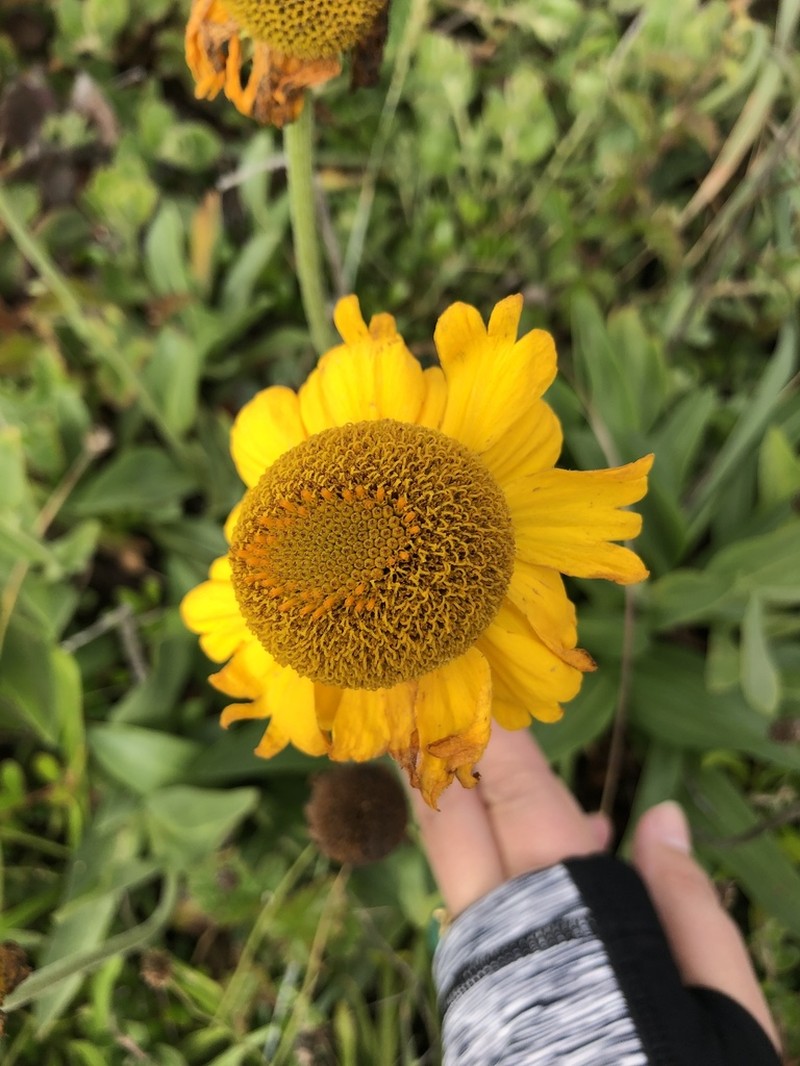 Bigelow's Sneezeweed photo 8