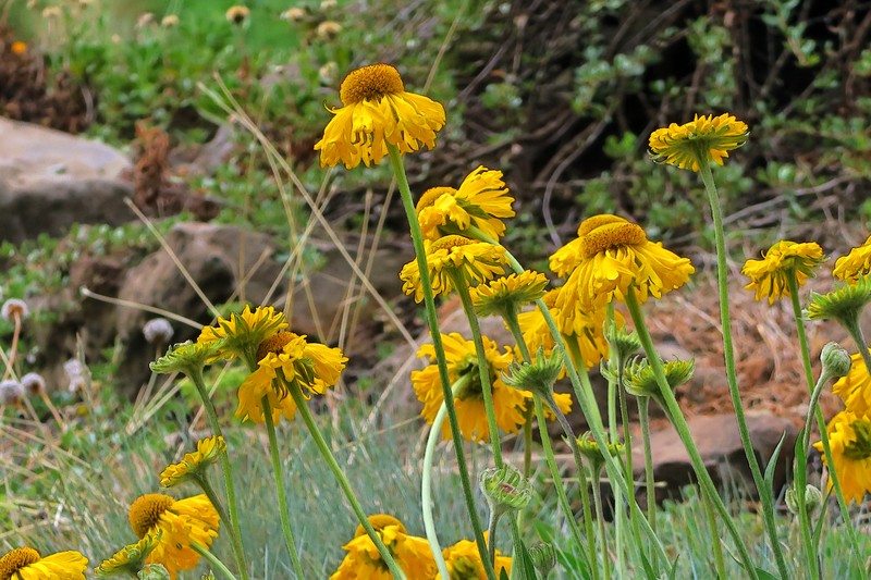 Coastal Sneezeweed