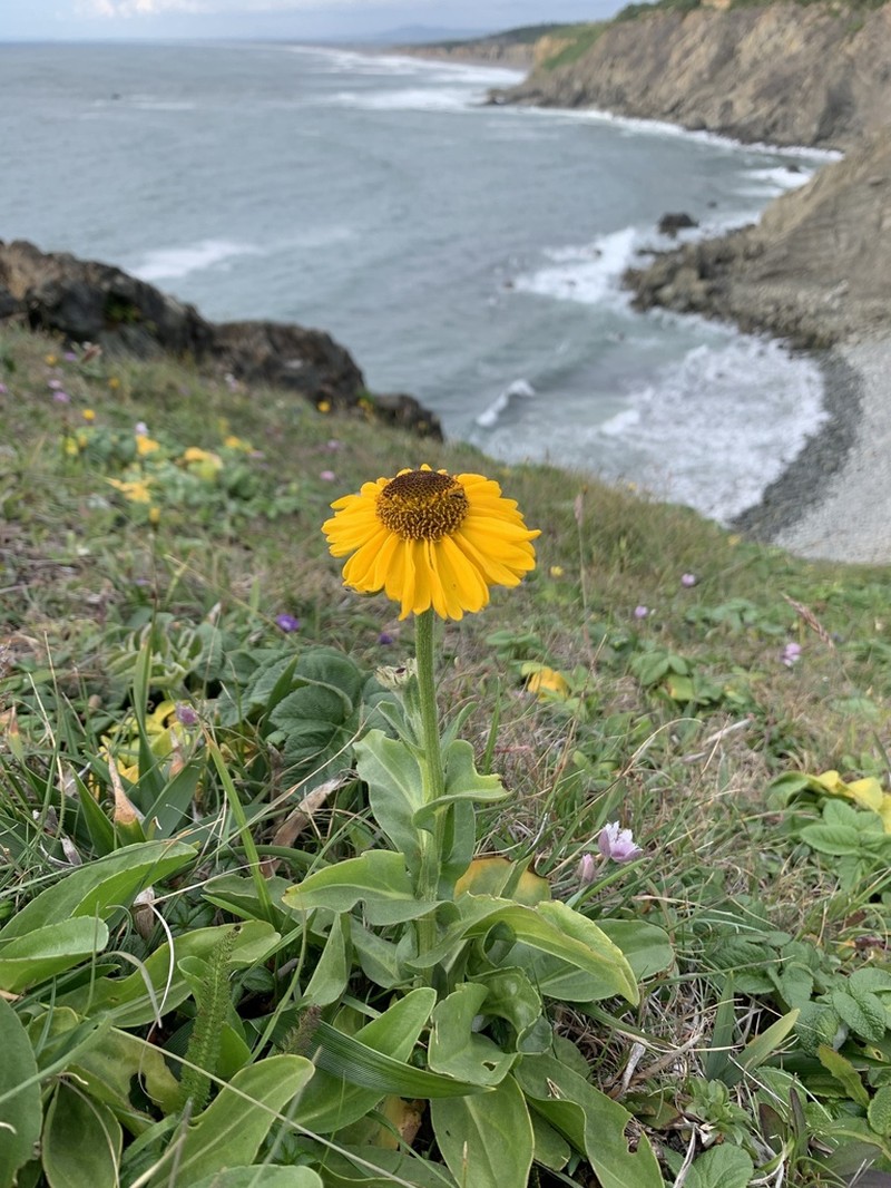 Coastal Sneezeweed