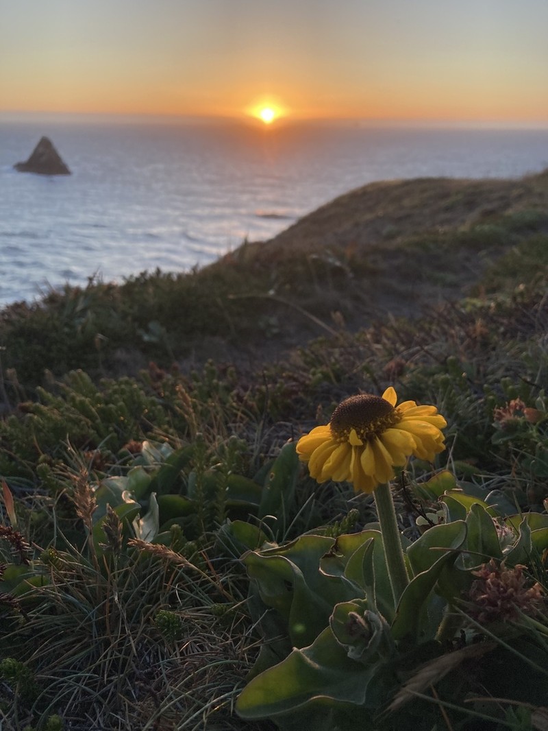 Coastal Sneezeweed photo 2