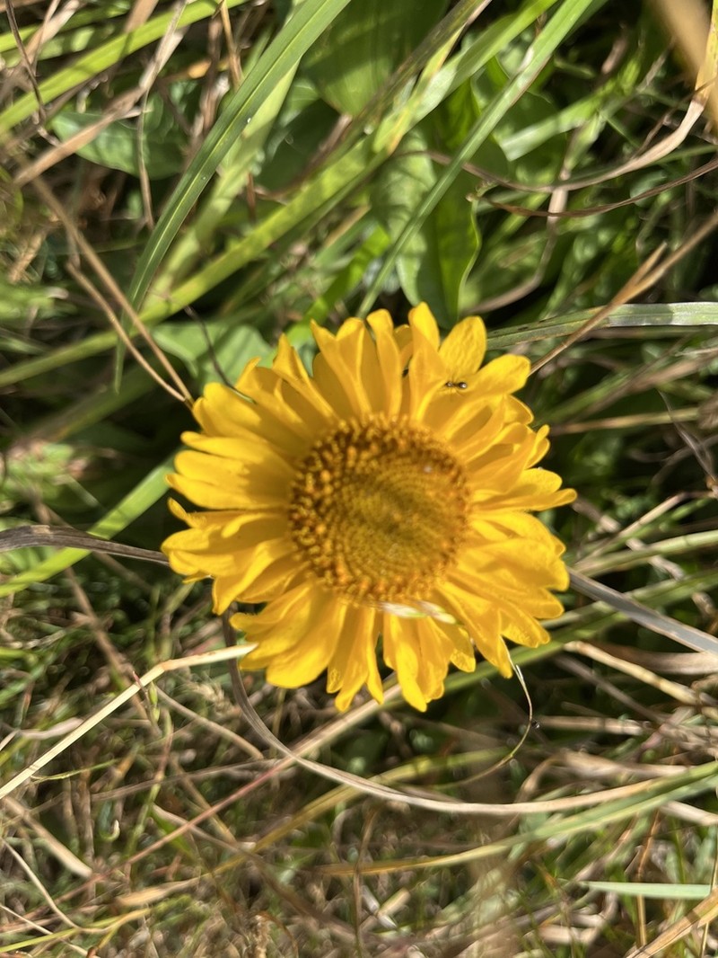 Coastal Sneezeweed photo 3