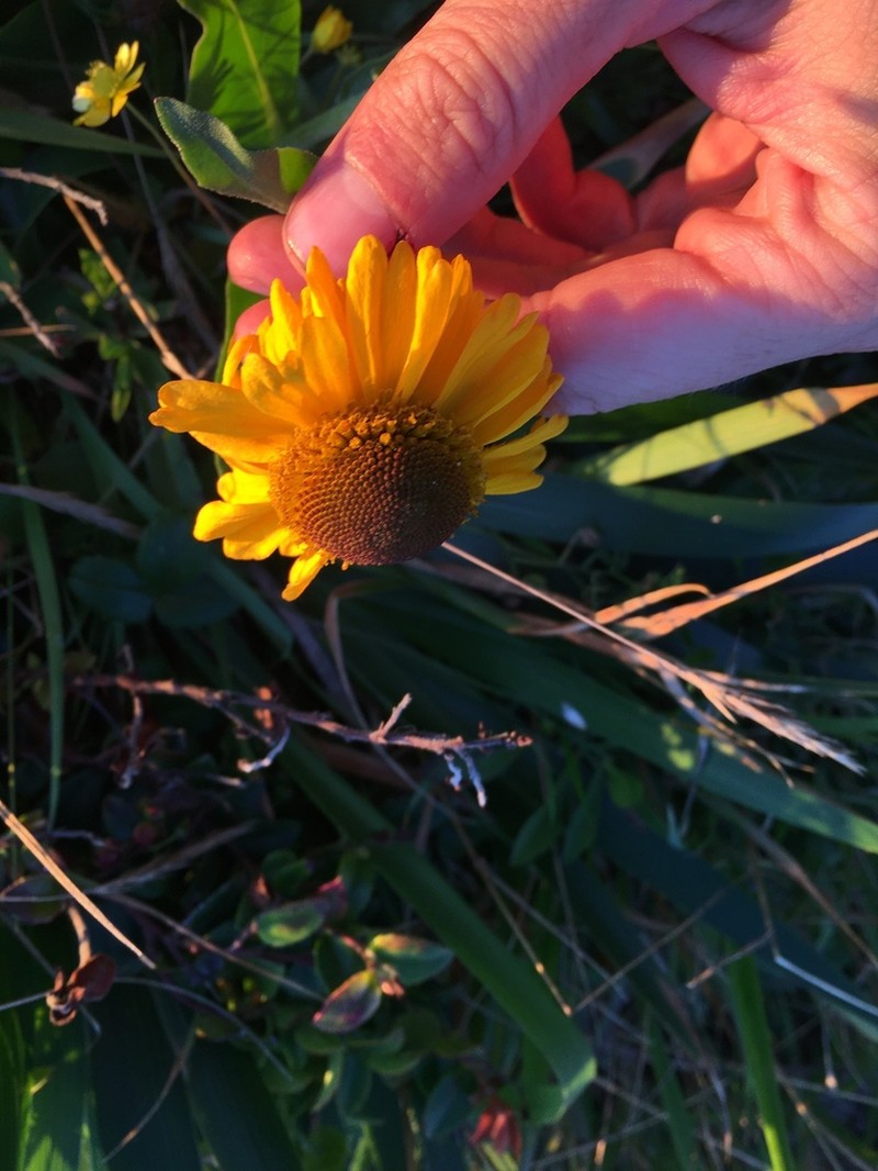 Coastal Sneezeweed photo 4