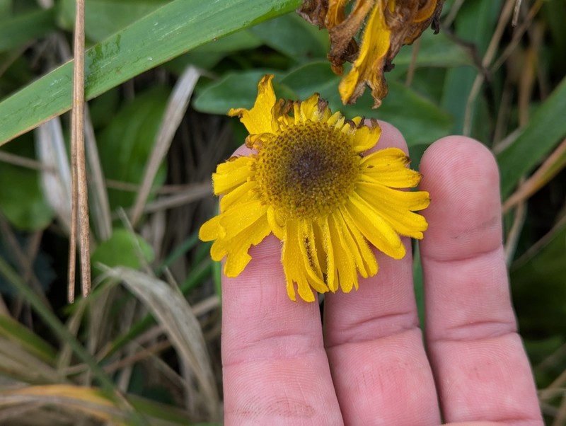 Coastal Sneezeweed photo 5