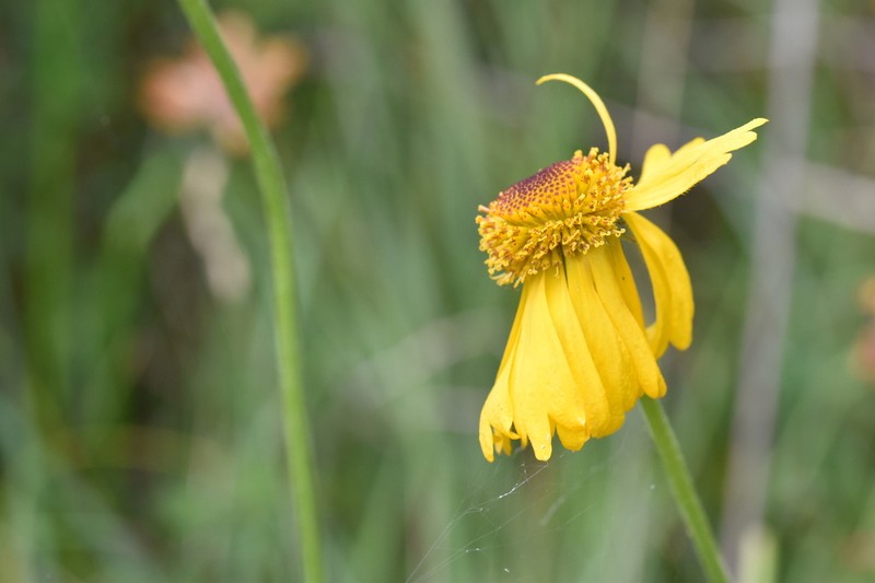 Coastal Sneezeweed photo 6