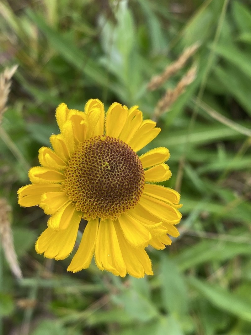 Coastal Sneezeweed photo 7