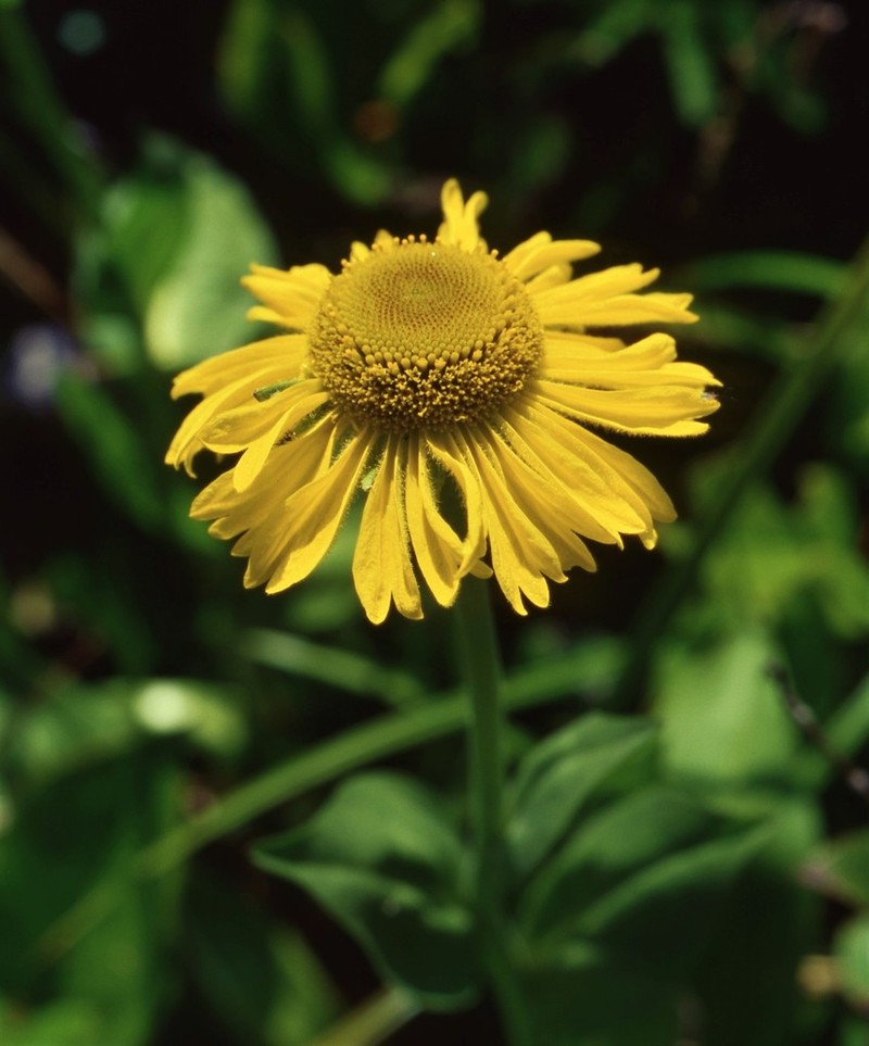 Coastal Sneezeweed photo 8