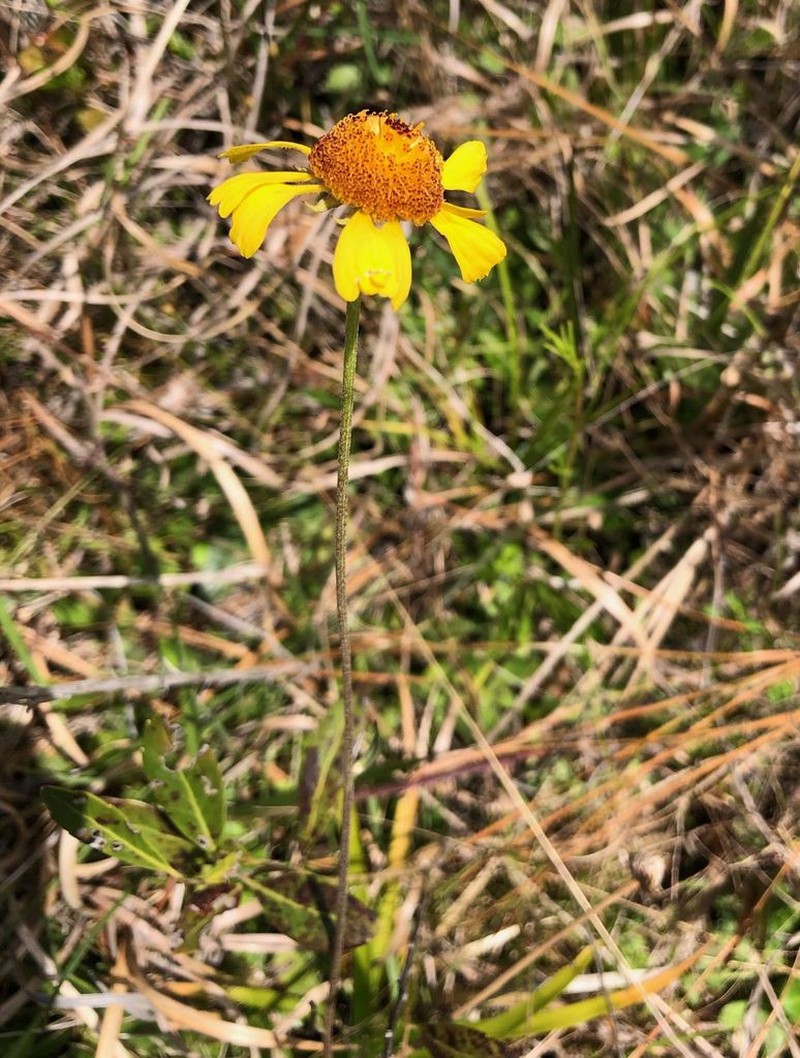 Shortleaf Sneezeweed