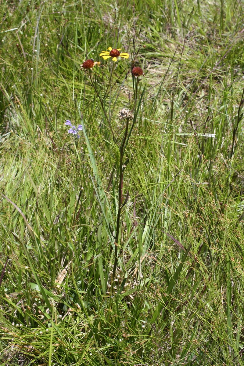 Shortleaf Sneezeweed photo 2