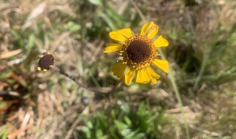 Shortleaf Sneezeweed photo 3
