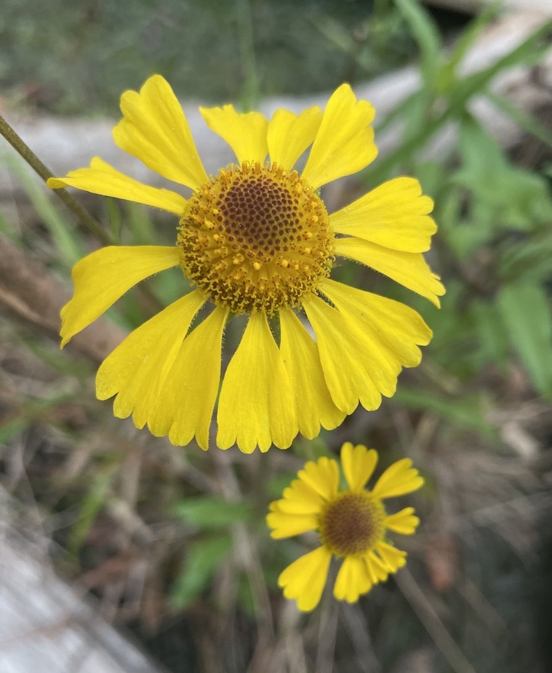 Shortleaf Sneezeweed photo 4