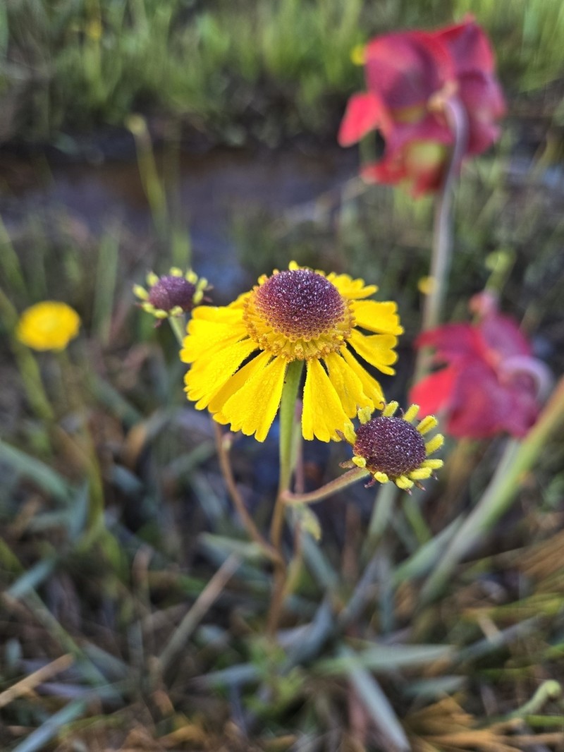 Shortleaf Sneezeweed photo 5