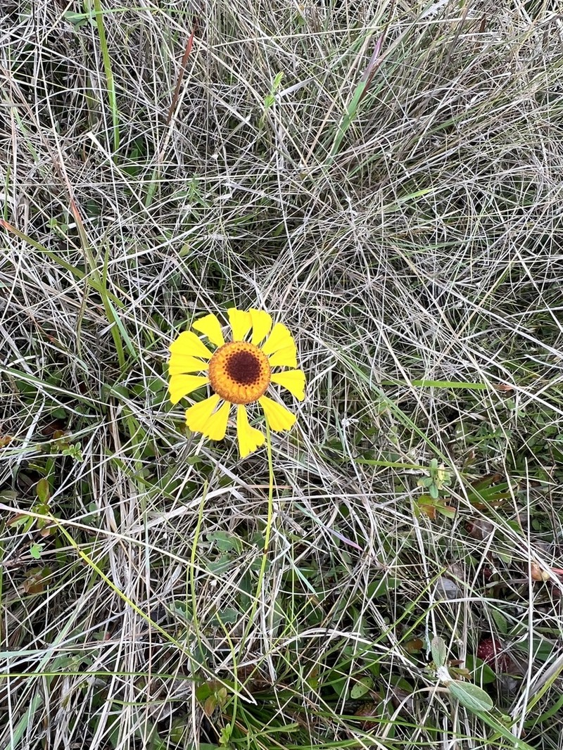 Shortleaf Sneezeweed photo 6