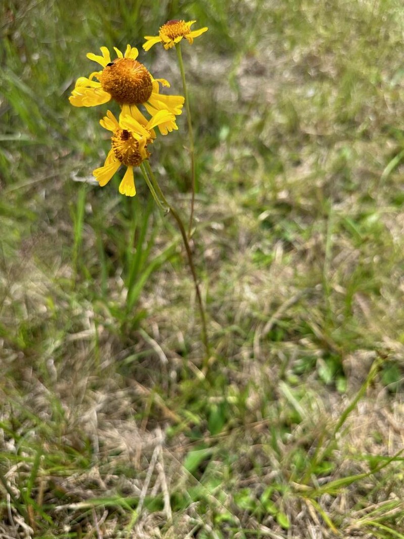 Shortleaf Sneezeweed photo 7