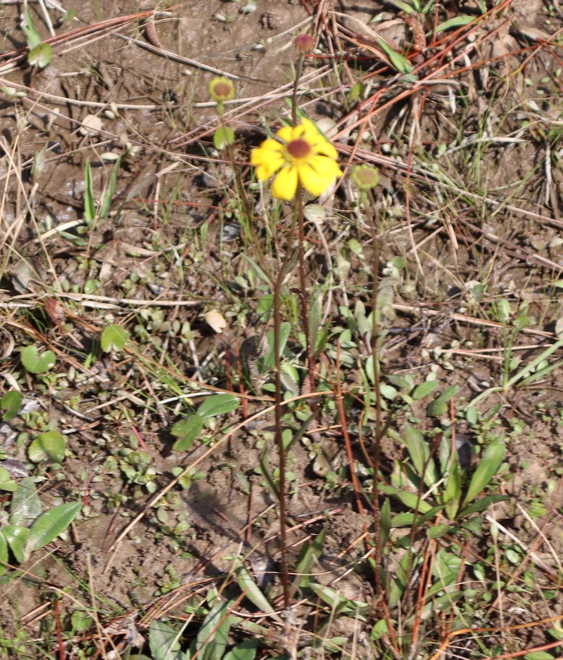 Shortleaf Sneezeweed photo 8