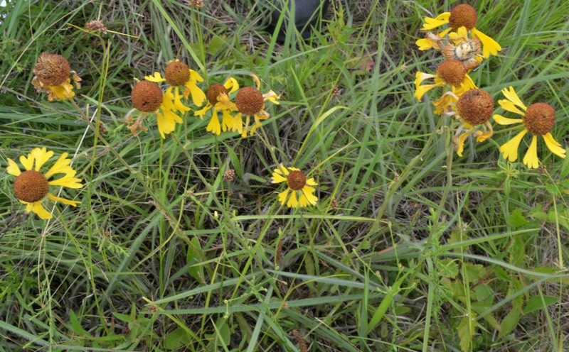 Oldfield Sneezeweed photo 2