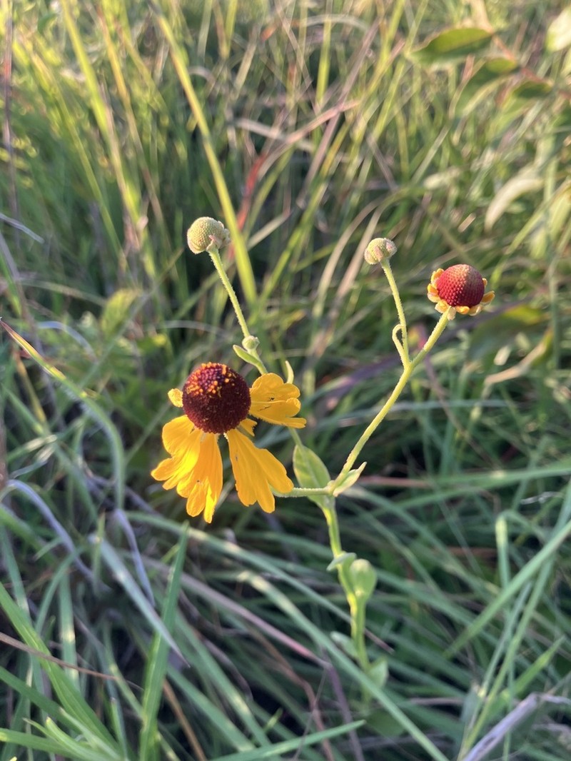 Oldfield Sneezeweed photo 3