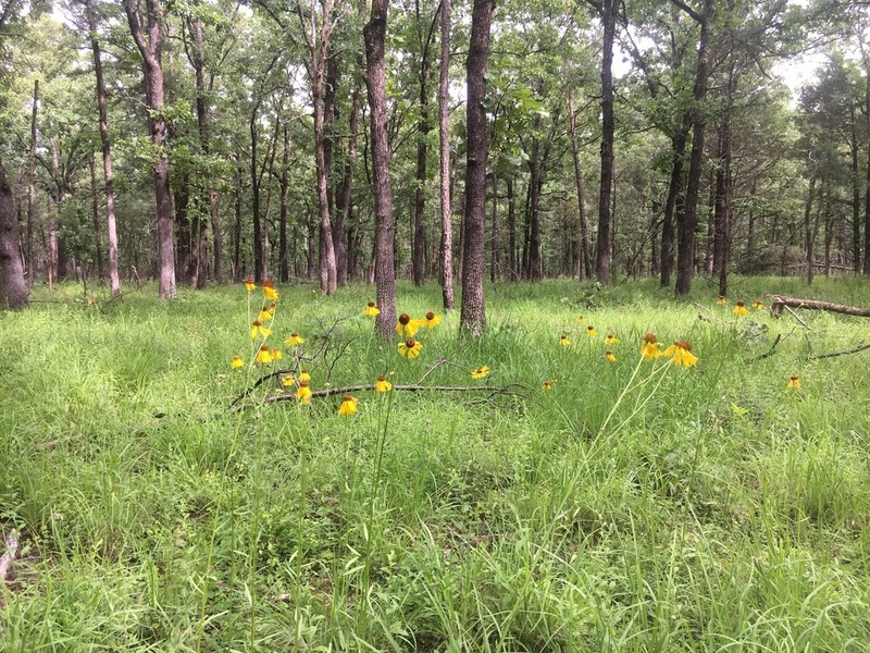 Oldfield Sneezeweed photo 4