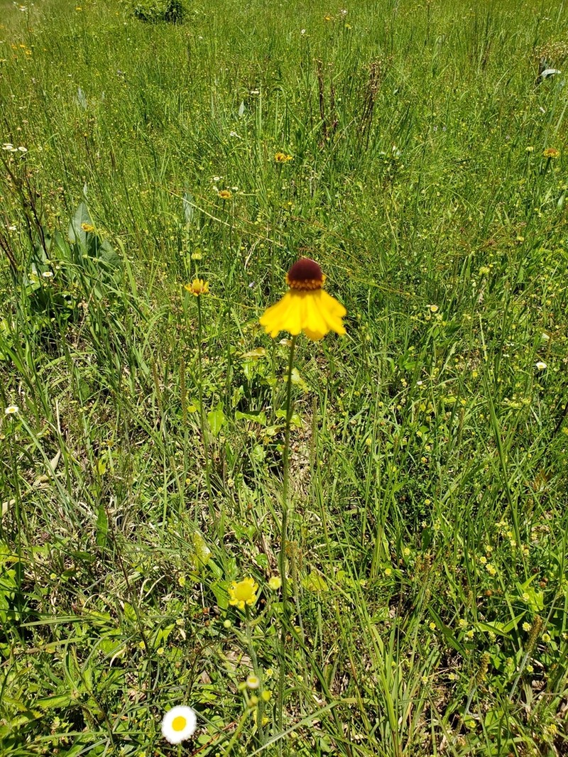 Oldfield Sneezeweed photo 5