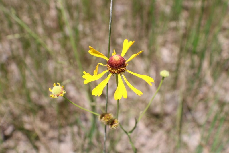 Oldfield Sneezeweed photo 6
