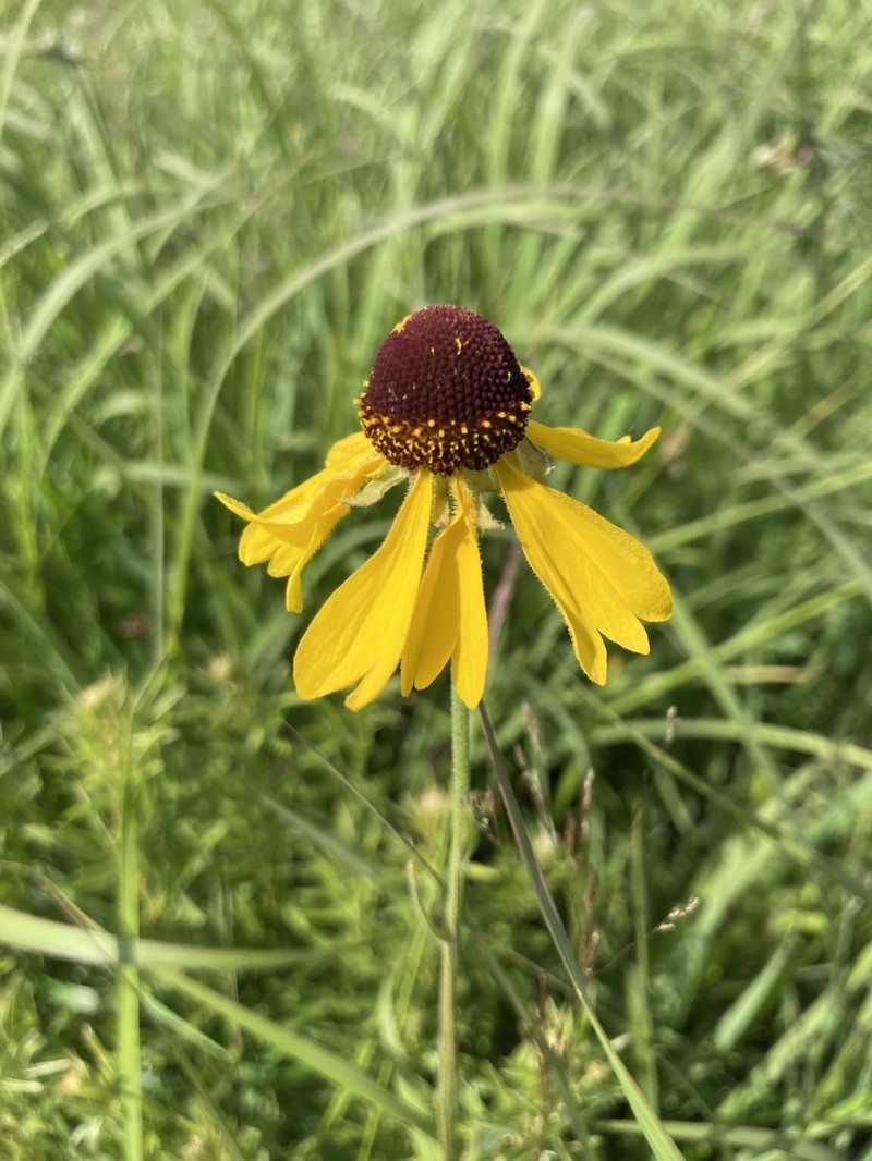 Oldfield Sneezeweed photo 7