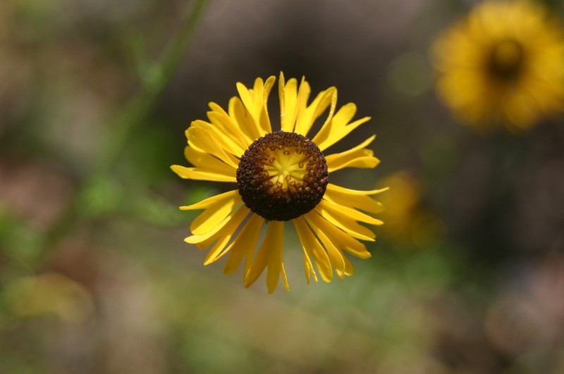 Helenium chihuahuensis photo 2