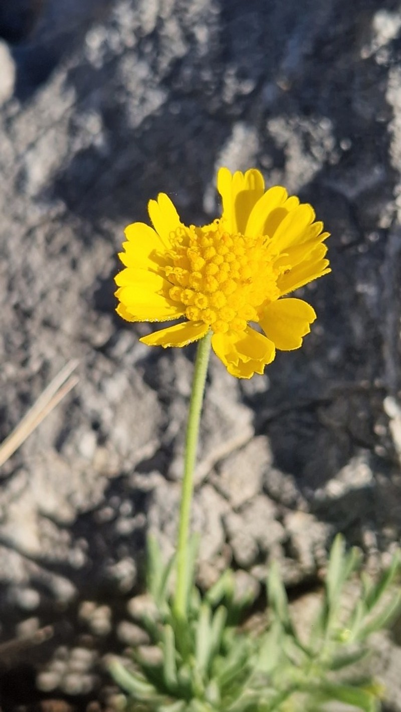 Helenium donianum