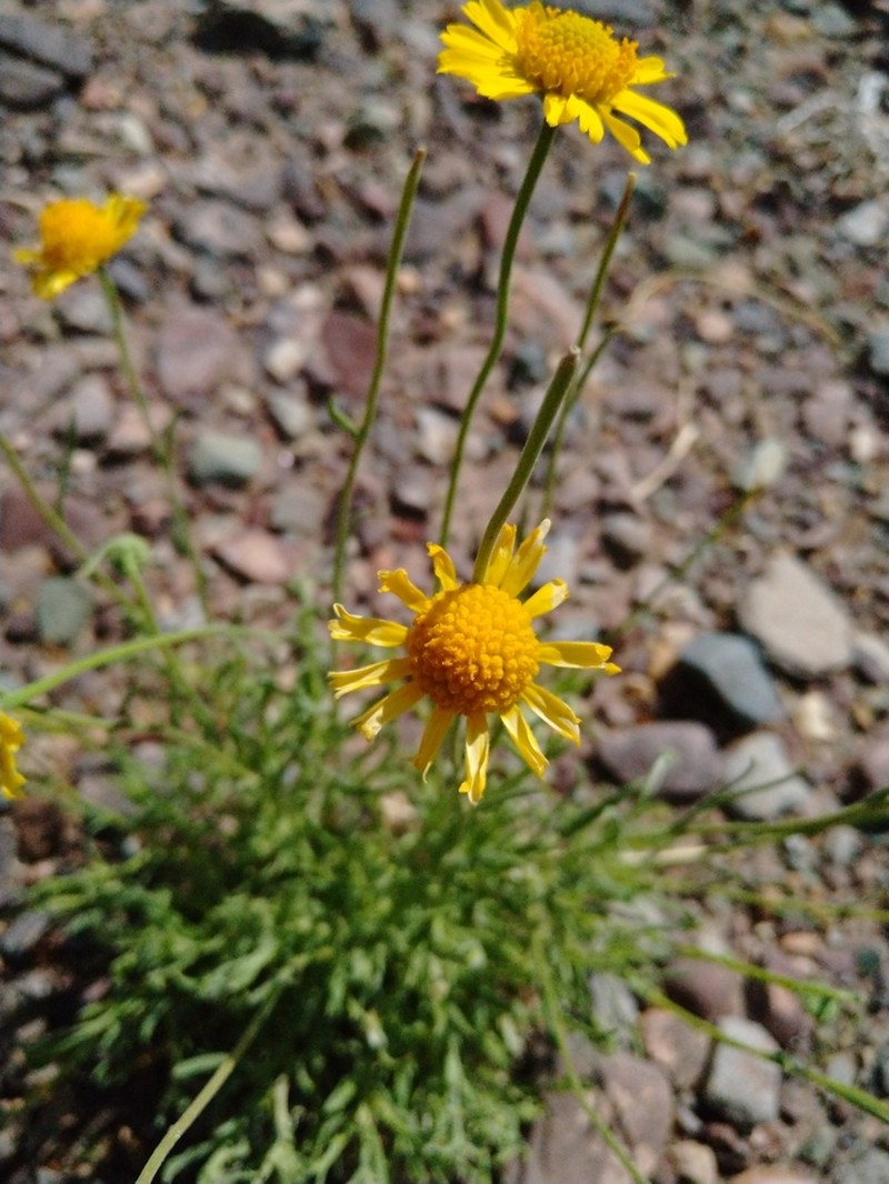 Helenium donianum photo 2