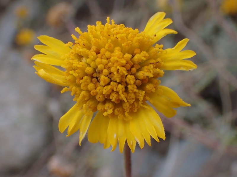 Helenium donianum photo 3