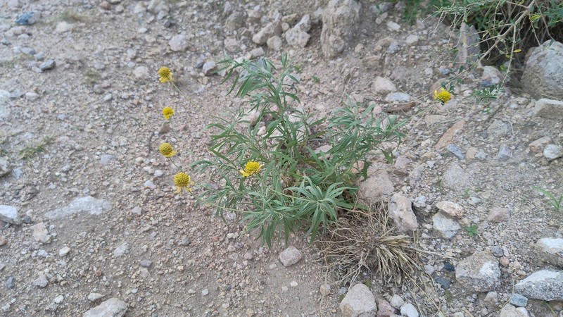Helenium donianum photo 4