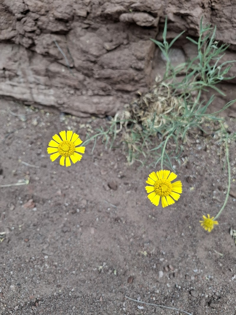 Helenium donianum photo 6