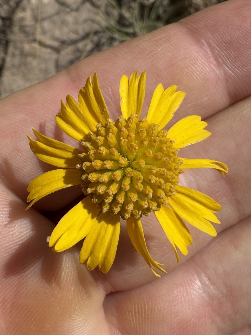 Helenium donianum photo 7