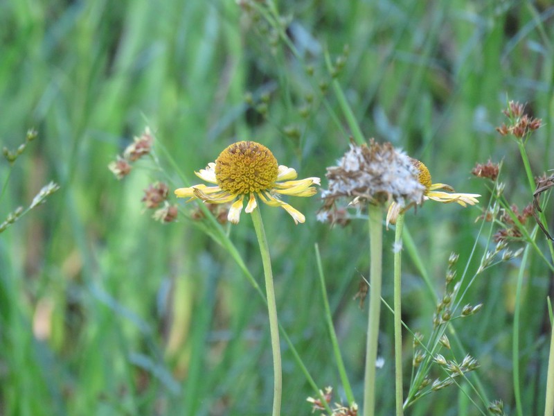 Fringed Sneezeweed