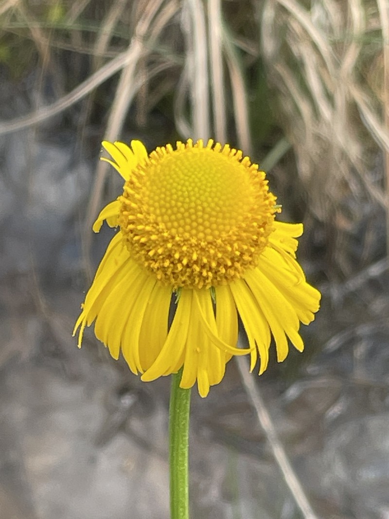 Fringed Sneezeweed photo 3