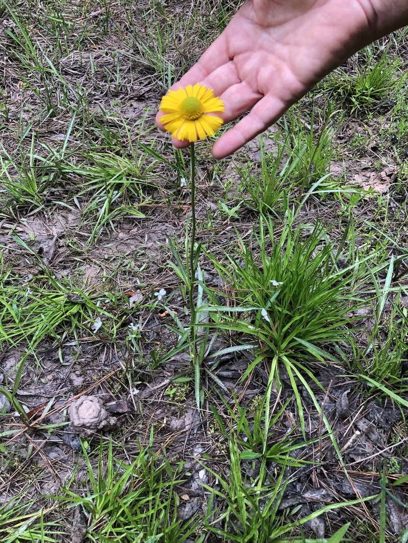 Fringed Sneezeweed photo 5