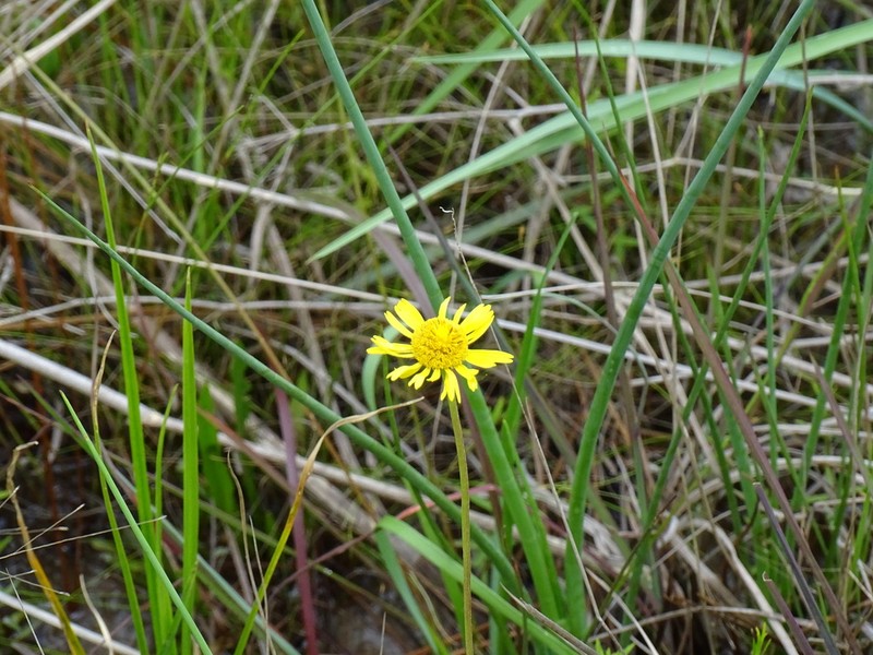 Fringed Sneezeweed photo 6
