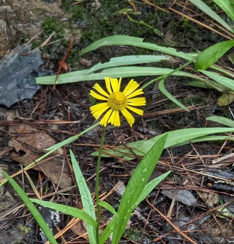 Fringed Sneezeweed photo 7