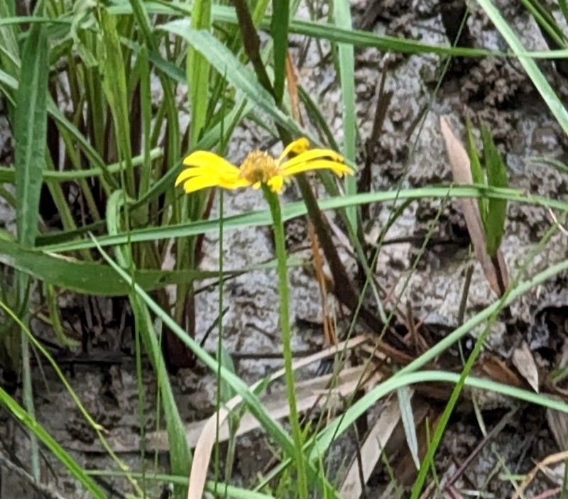 Fringed Sneezeweed photo 8