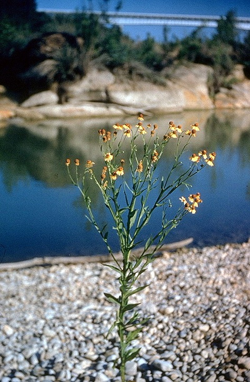 Pretty Sneezeweed
