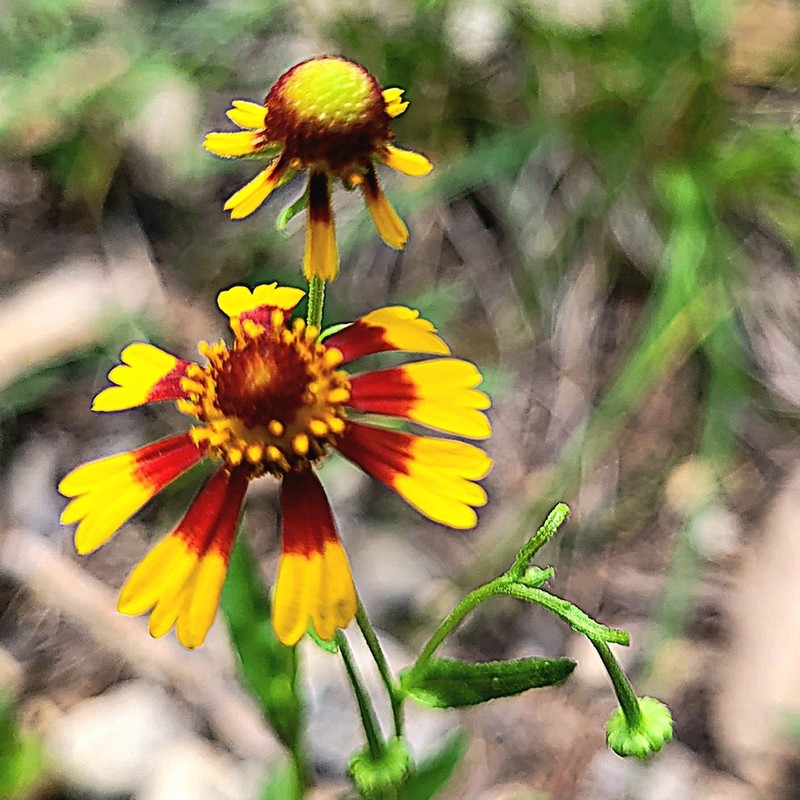 Pretty Sneezeweed photo 2