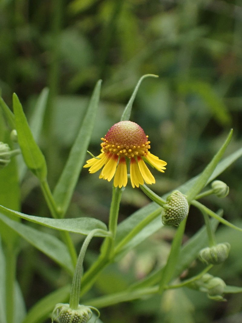 Pretty Sneezeweed photo 3
