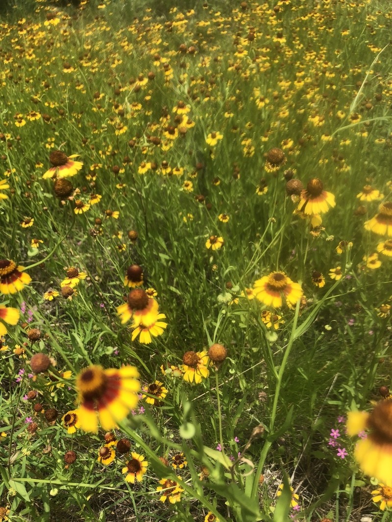 Pretty Sneezeweed photo 4
