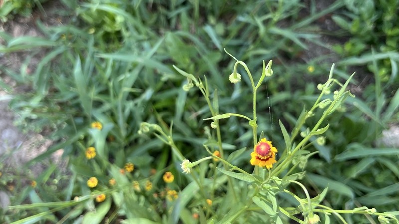 Pretty Sneezeweed photo 5