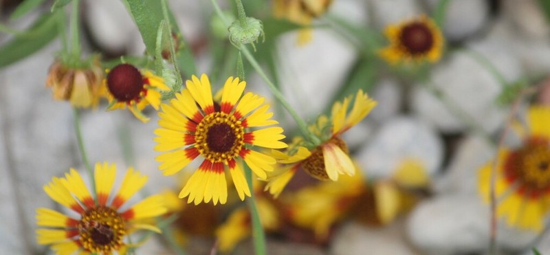 Pretty Sneezeweed photo 6