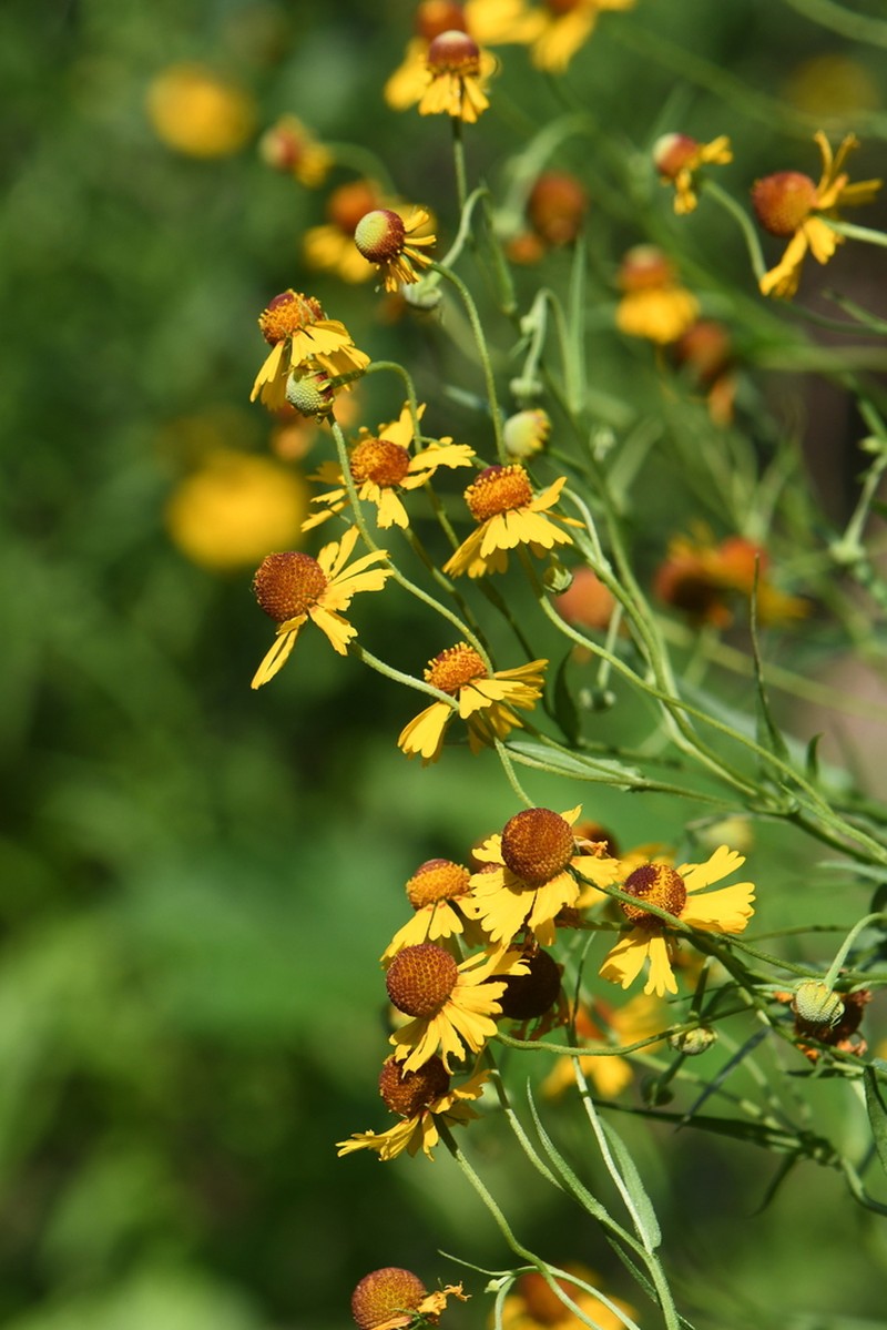 Pretty Sneezeweed photo 7