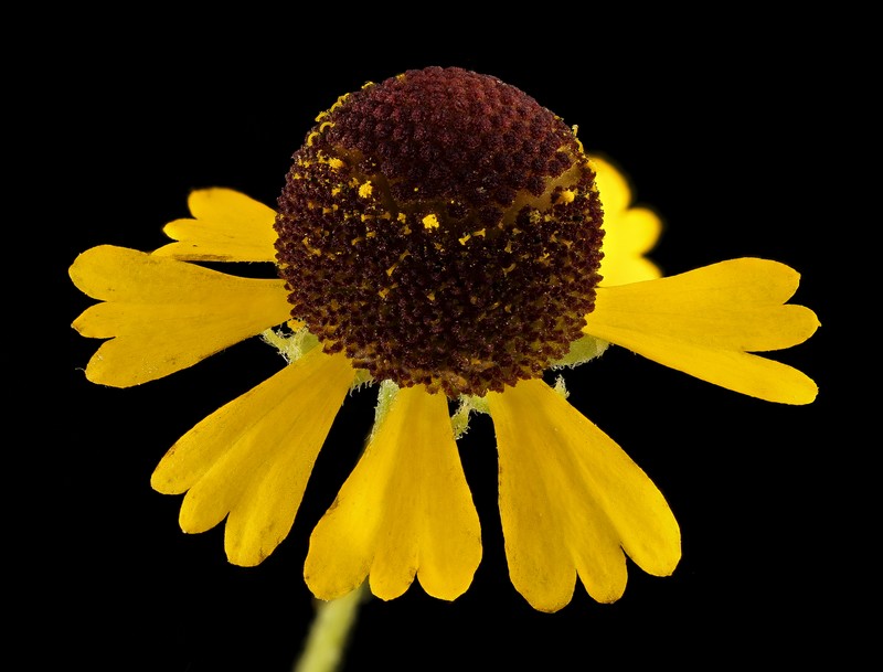 Purplehead Sneezeweed