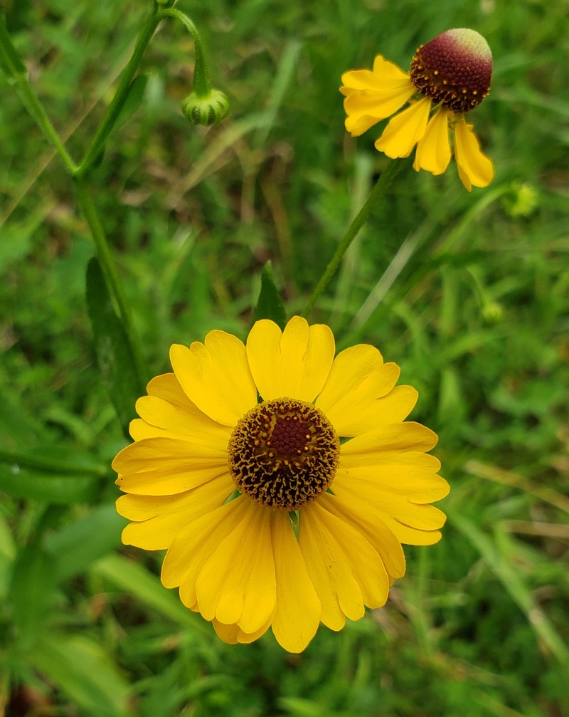 Purplehead Sneezeweed photo 4