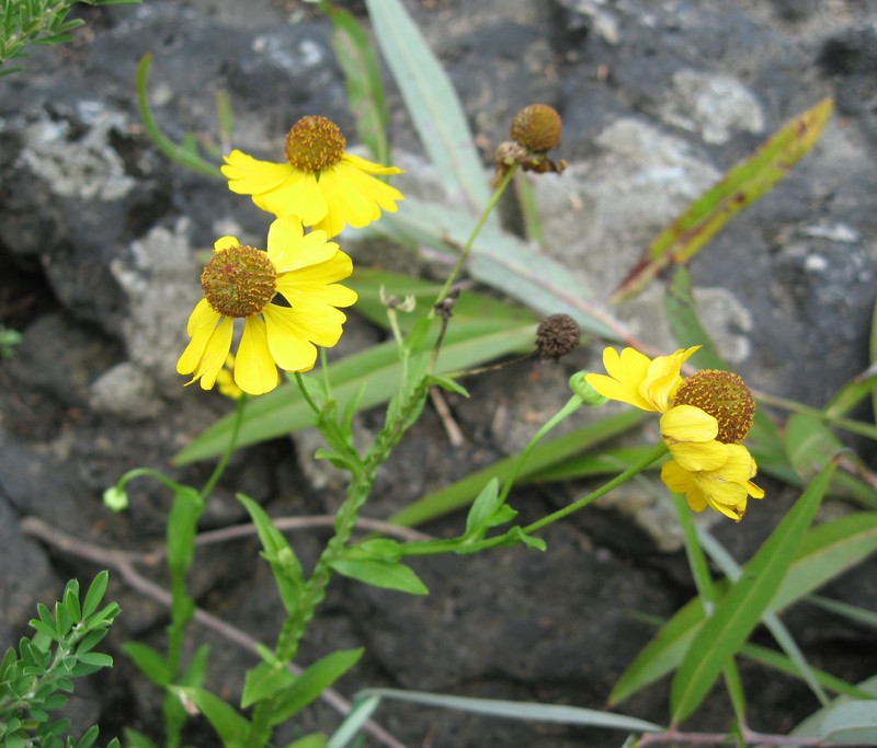Purplehead Sneezeweed photo 5