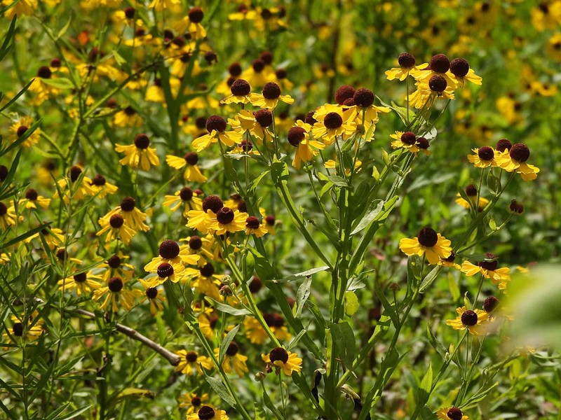Purplehead Sneezeweed photo 6