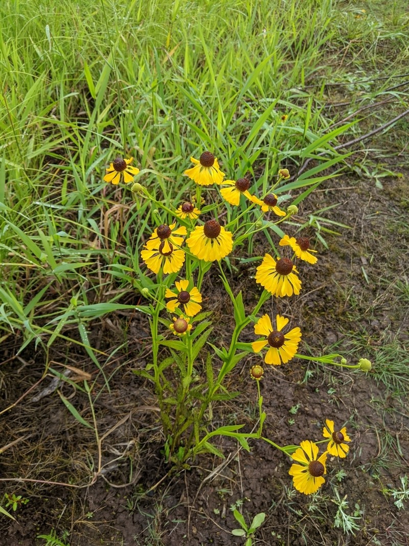 Purplehead Sneezeweed photo 7